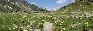 P004447: Panoramafoto Schwefelanemonen in Naturlandschaft