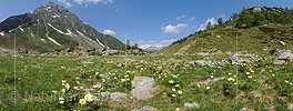 P004448: Panorama Schwefelanemonen in Berglandschaft
