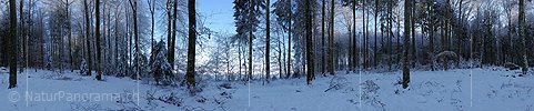 P004491: 360° Large panoramic winter forest