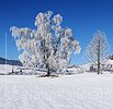 P004561: Grossbild Baum mit Raureif