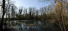P004751: Panorama morning at a small lake in floodplain