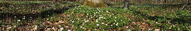 P004756: Panoramabild Buschwindröschen