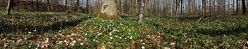 P004758: Panoramabild Frühlingswald