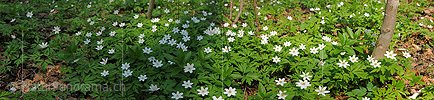 P004792: Panoramafoto Blühende Buschwindröschen