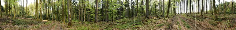 P004811: Panoramic picture spring wood