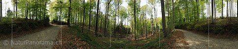 P004817: Panoramaaufnahme Frühlingswald