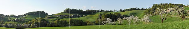 P004851: Panoramabild Frühlingslandschaft mit blühenden Bäumen