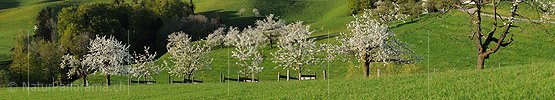 P004852: Panoramic picture blossoming trees