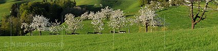 P004853: Big panorama picture blossoming trees