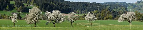 P004865: Panoramic picture blossoming tree row