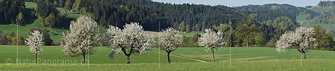 P004865a: Panoramic picture blossoming tree row