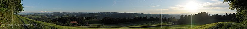 P004984: Panoramabild Getreidefeld in Hügellandschaft