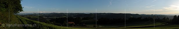 P004984b: Panoramafoto Getreidefeld in lieblicher Hügellandschaft