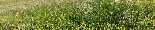 P005251: Panoramabild Blumenwiese
