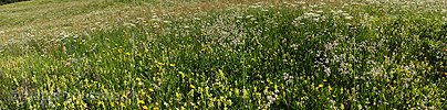 P005252: Panoramabild Heuwiese