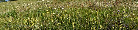P005254: Panorama Blumenwiese