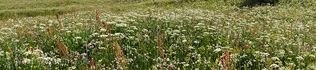P005257: Panorama Heuwiese