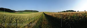 P005281: Panorama Feldweg zwischen Getreidefeldern