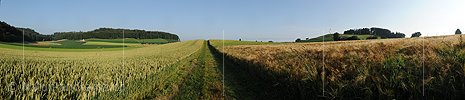 P005282: Panoramabild Feldweg zwischen Getreidefeldern