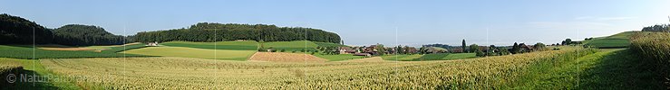 P005284: Panorama Kornfeld