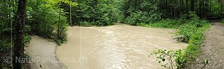 P005321: Panoramabild Hochwasser im Auenwald