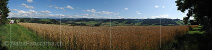 P005325: Panoramabild Kornfeld