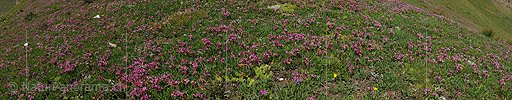 P005350: Panoramabild Blühender Alpenklee