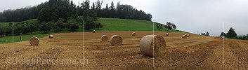 P005411: Panoramabild Strohrollen auf Feld