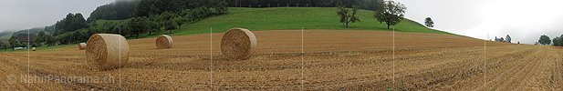 P005416: Panoramabild Strohernte