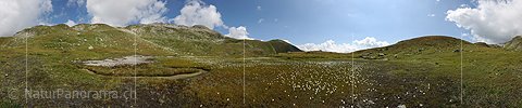 P005486: Panoramabild Kleine Hochebene mit blühendem Wollgras