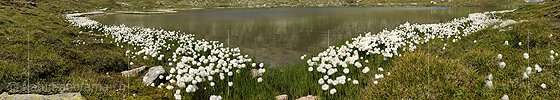 P005488: Panoramabild Bergsee mit Wollgrasgürtel