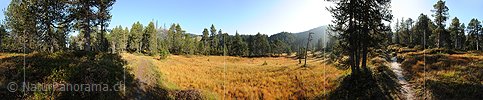P005563: 360° Panoramafoto Moorlandschaft in lichtem Bergwald