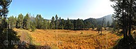 P005564: Grosspanoramabild Moorlandschaft in lichtem Bergwald