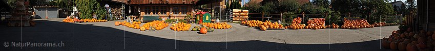P005635: Panoramabild Kürbismarkt