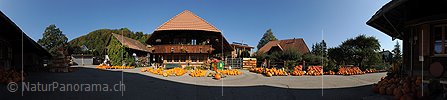 P005636: Panoramabild Kürbisausstellung