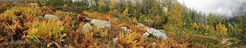 P005677: Panoramabild Herbststimmung mit Farn