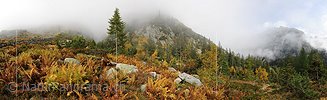 P005678: Panoramabild Herbstlandschaft mit Farn