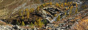 P005714: Panoramabild Herbstlicher Lärchenwald in Berglandschaft