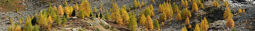 P005715: Panoramabild mit goldenen Lärchen