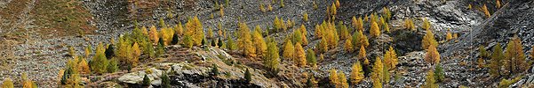P005716: Panoramabild Lärchen in felsiger Umgebung