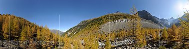 P005752: Grosspanoramabild Goldener Lärchenwald
