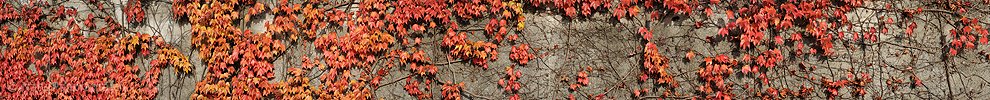P005821: Panoramabild Herbstlaub
