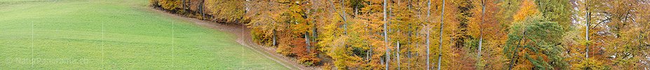 P005931: Grosspanorama Herbstwald