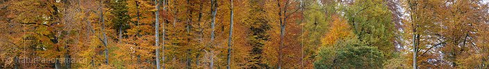 P005933: Grosspanoramabild Herbstwald