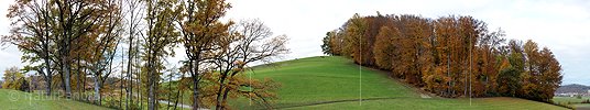 P005934: Panoramic picture of autumn foliage