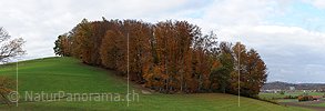 P005935: Panorama autumn foliage