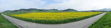 P006102: Grosspanorama Blühendes Rapsfeld vor Hügellandschaft