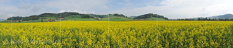 P006105: Panorama Frühlingslandschaft mit blühendem Rapsfeld