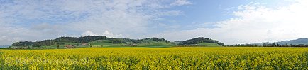 P006106: Grosspanorama Frühlingslandschaft mit blühendem Rapsfeld