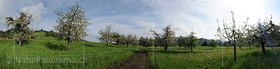 P006121: Panorama Obstgarten